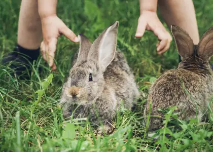 Hong Kong Bunny Rescue