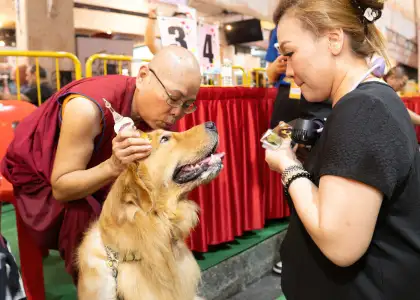 Animal blessings