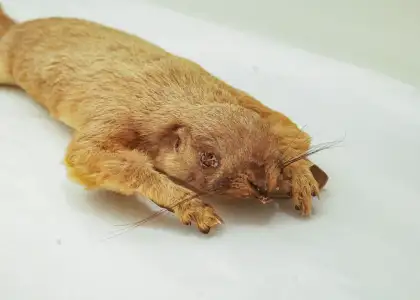 A specimen of an extinct giant squirrel