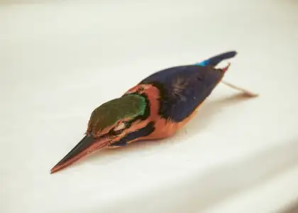 A specimen of an extinct kingfisher