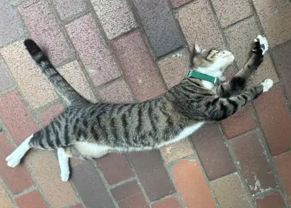 A Sheung Wan shop cat