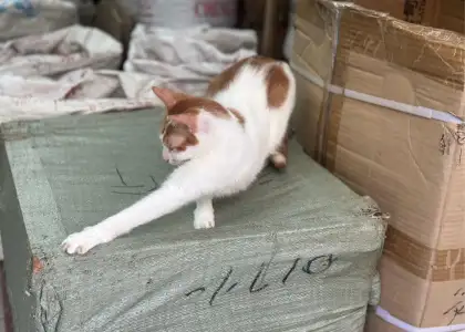 A Sheung Wan shop cat