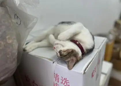 A Sheung Wan shop cat