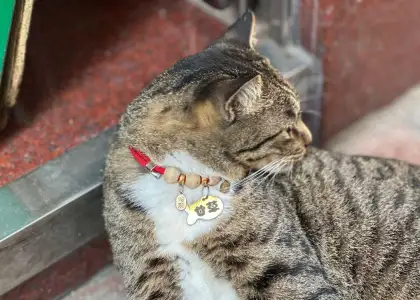 A Sheung Wan shop cat