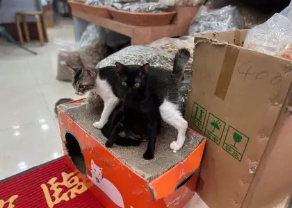 Shop cats at Tung Yu Tai