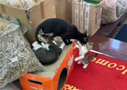 Shop cats at Tung Yu Tai