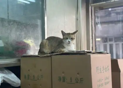 Hing Wah Company's shop cat