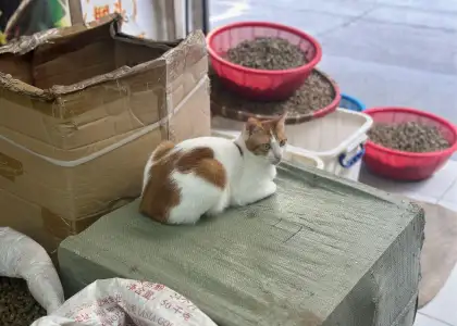 Man Kee Co.'s shop cat