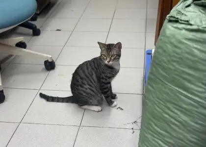 Man Kee Co.'s shop cat