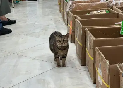 Hang Lung Trading Co.'s shop cat