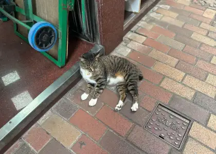 Hip Woo Medicine Company's shop cat