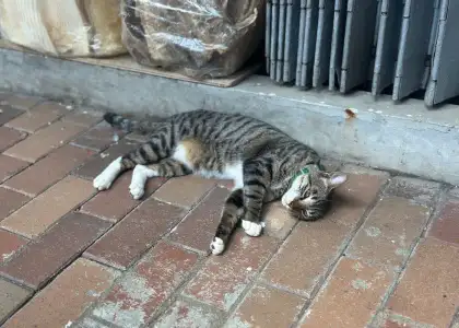 Tsuen Yick Ho's shop cat