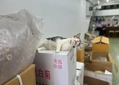 San Hing Hong's shop cat