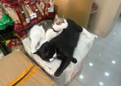 Heng Fung Ginseng Medicine Shop's shop cat