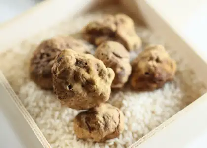 White truffles from Piedmont