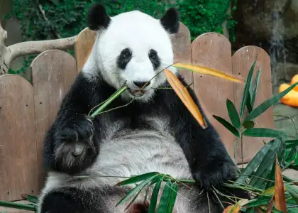 Two New Cute Giant Pandas Will Find a New Home at Zoo Negara Today