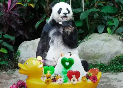 A giant panda celebrating their birthday