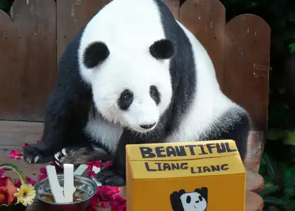 A giant panda with their box