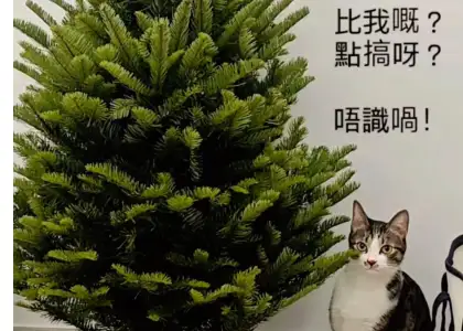 anglo chinese florist