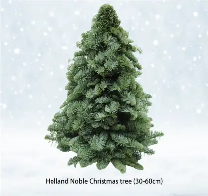 Holland Noble Tree
