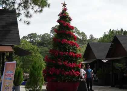 A Living Christmas Tree at Mt. Camisong Forest Park and Events