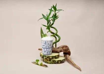 A photo of Zhu cocktail