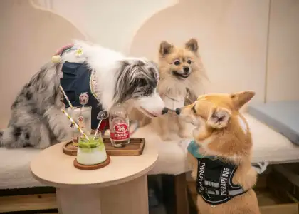 Rise Wise Opens 'The Puppy Lounge,' A Therapy Dog and Co-Wellness Space