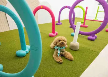 A poodle surrounded by hoops and toys