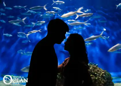 A photo of couple silhouette in front of an aquarium