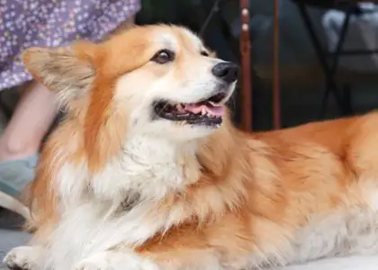 Pet Dogs Will Soon Be Able to Enter Licensed Restaurants in Hong Kong