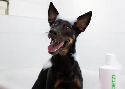 A dog with shampoo on its fur