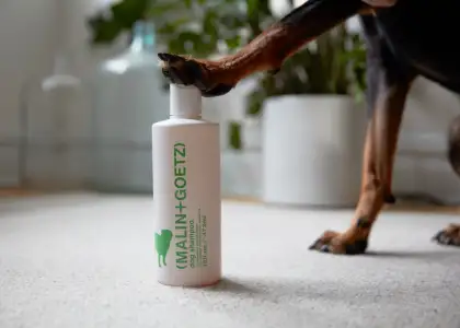 A dog's paw on a white-colored shampoo bottle