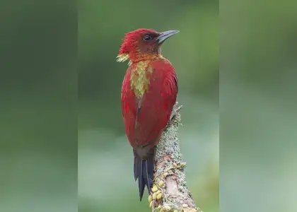 A red bird with a green head and a yellow beak perched on a branch against a blurred background.