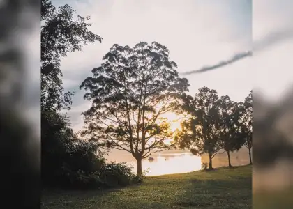 A silhouette of a tree stands in the foreground as the sun sets behind it, casting warm hues across the sky.