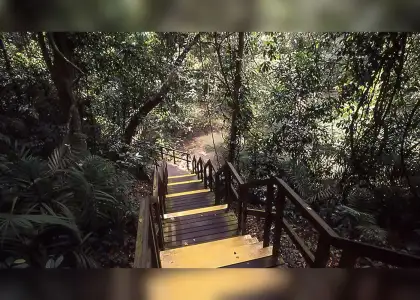 A wooden staircase winds through a lush forest, surrounded by tall trees and dappled sunlight filtering through the leaves.