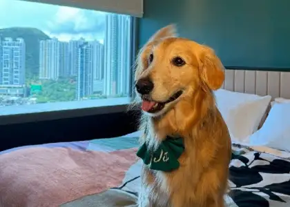 2 Pawsome Staycation 2026 at the Arca