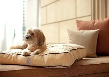 3 Centric Dogcation at Hyatt Centric Victoria Harbour Hong Kong