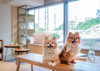 4 Petcation at Urbanwood Ap Lei Chau