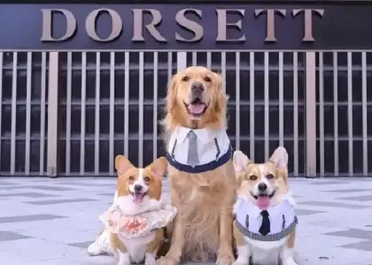 5 Fur-Ever Friends Getaway - 50% Off at Dorsett Kai Tak, Hong Kong