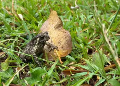 Photo of toad sitting on grass leaning on dried leaf- nature ecology photography workshop held at Saiyuen camping adventure