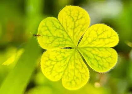 Photo of ant on clover leaf - nature ecology photography workshop held at Saiyuen camping adventure