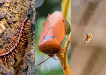 Photo of insects - nature ecology photography workshop held at Saiyuen camping adventure