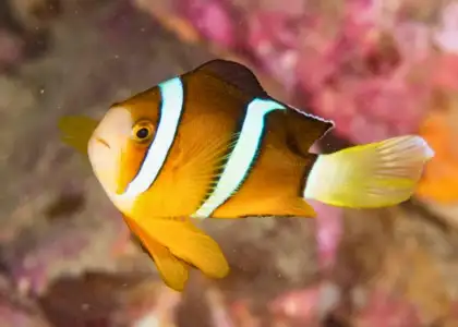 clownfish in hong kong reef Photo by Kamy Yeung