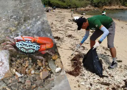 Crab in Hong kong and person participating in beach coastal cleanup with Green Power Hong Kong