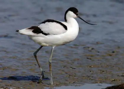 bird at Hong Kong Wetland Park
