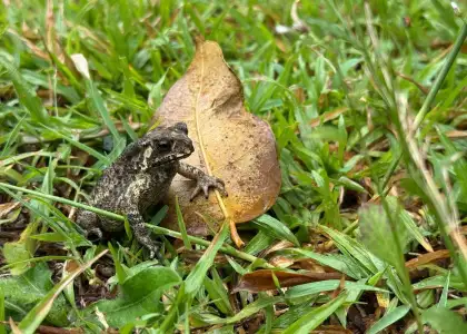 Photo of toad sitting on grass leaning on dried leaf- nature ecology photography workshop held at Saiyuen camping adventure