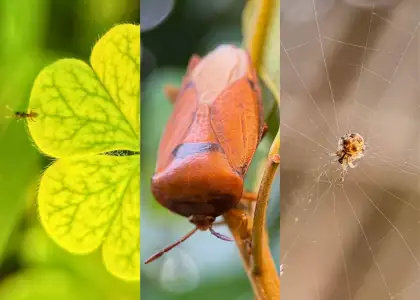 Photo of insects - nature ecology photography workshop held at Saiyuen camping adventure