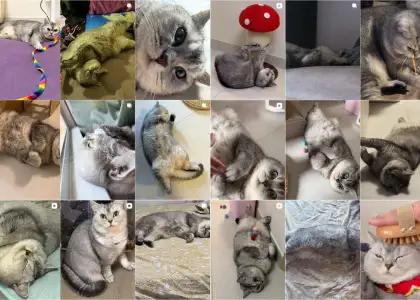 Hong Kong artist Zue Chan's cat Peipei screenshot from instagram feed