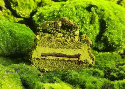 Vission Bakery Matcha Moss Cake layers