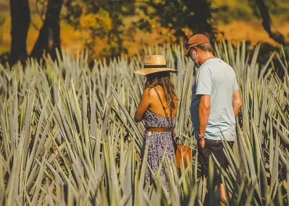 man and woman walk through agave fields at El Tequileño distillery